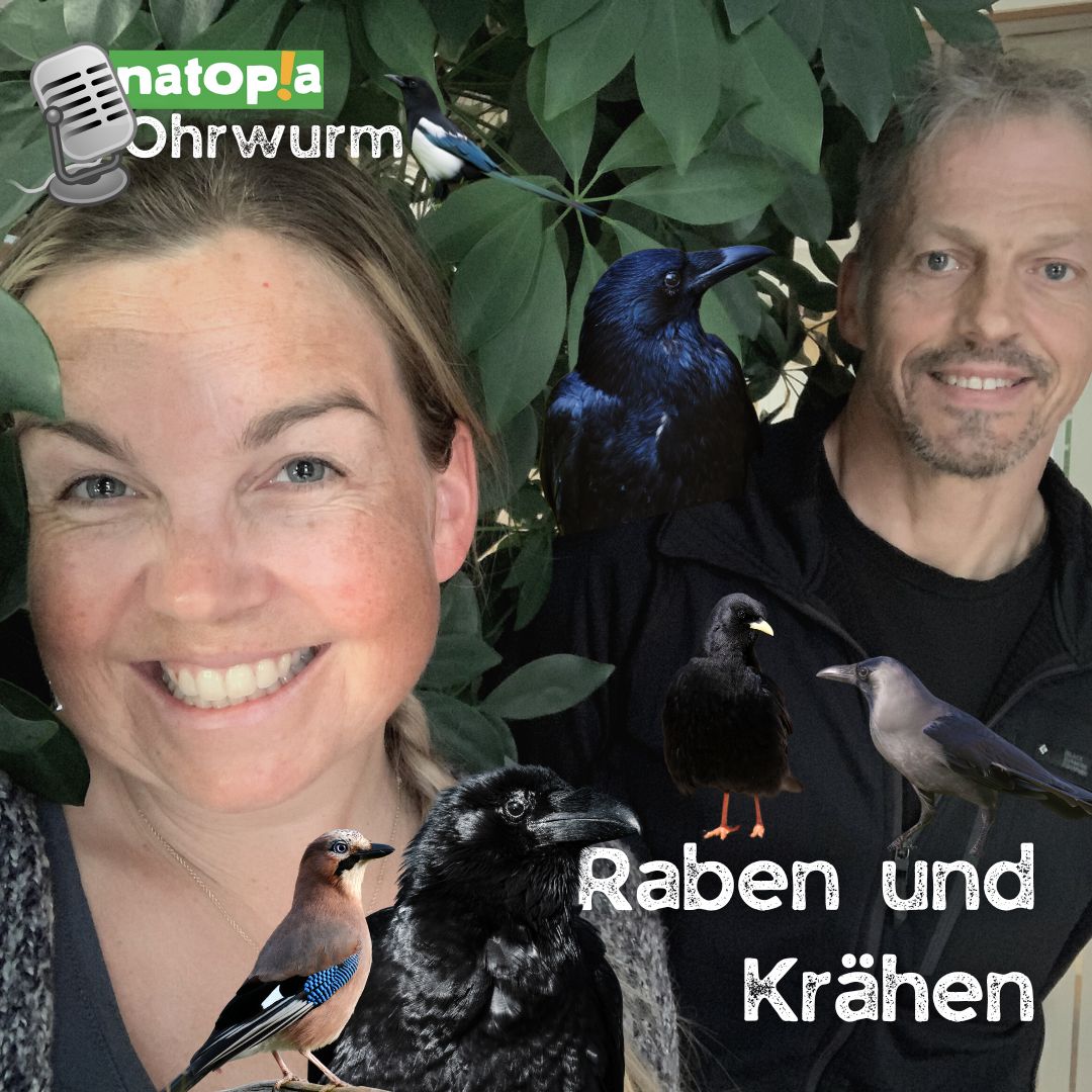 Natopia Ohrwurm – Raben Und Krähen